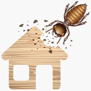Termite Inspection